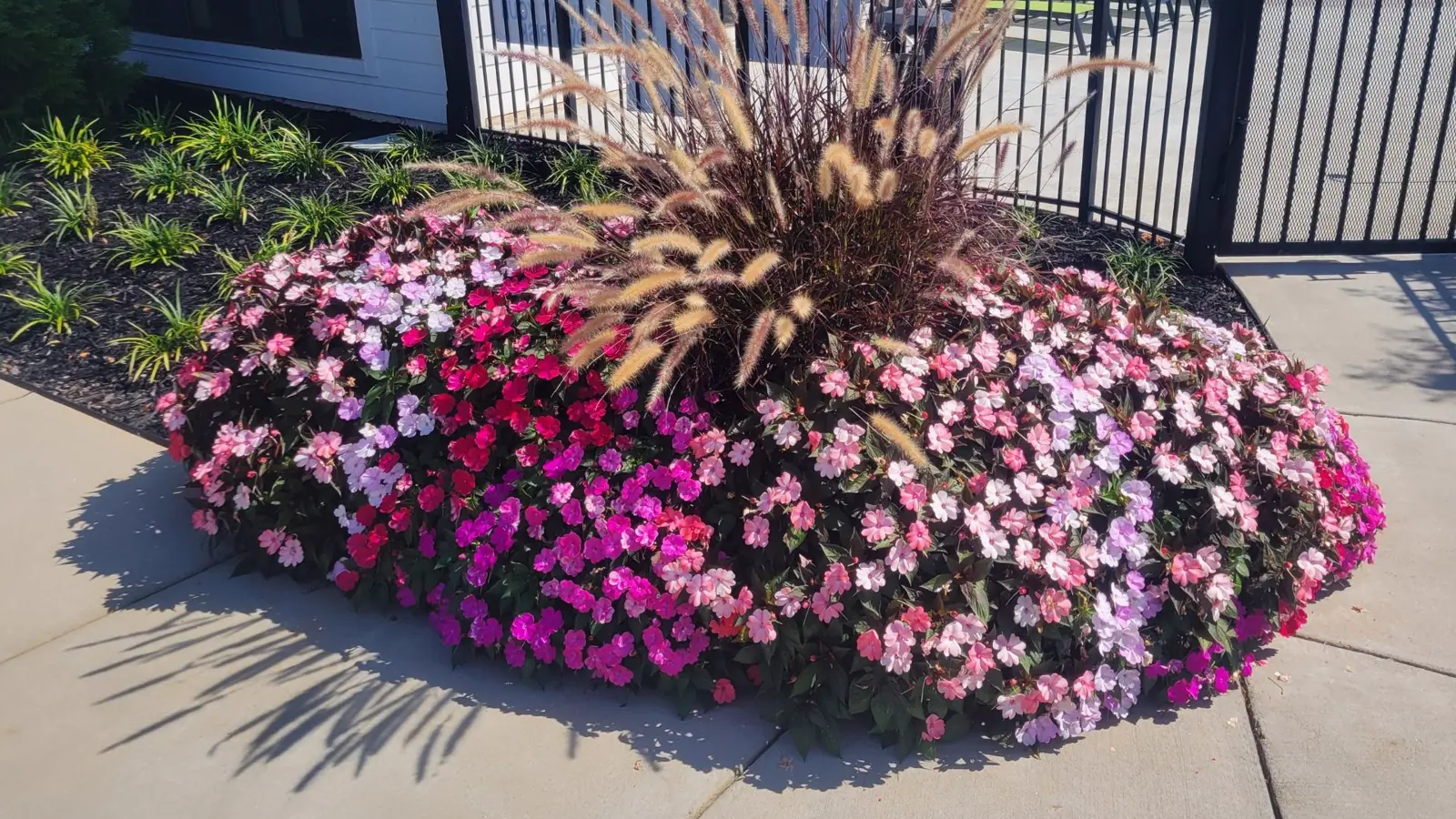 pink and purple flowers