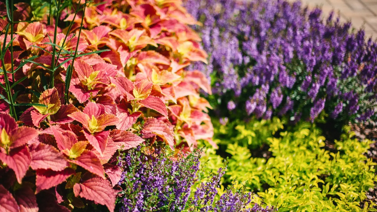 colorful flowers