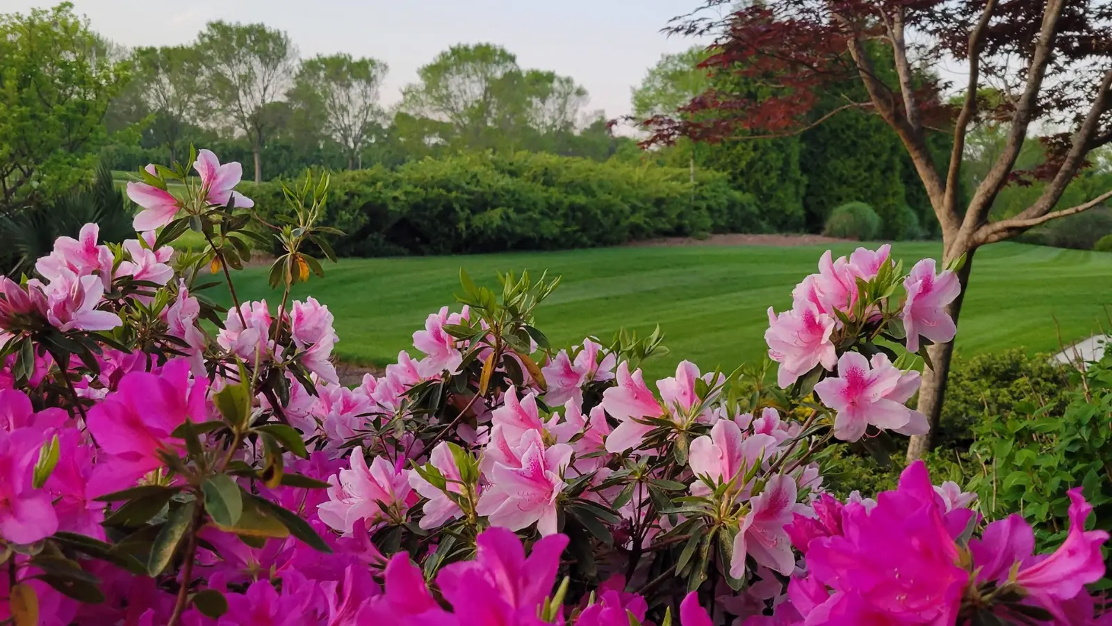 azaleas