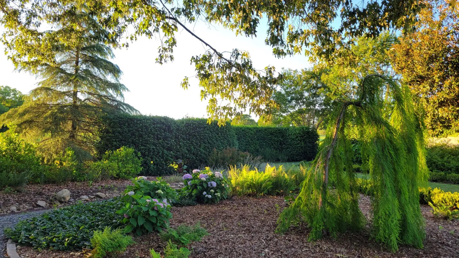 shrubs and trees